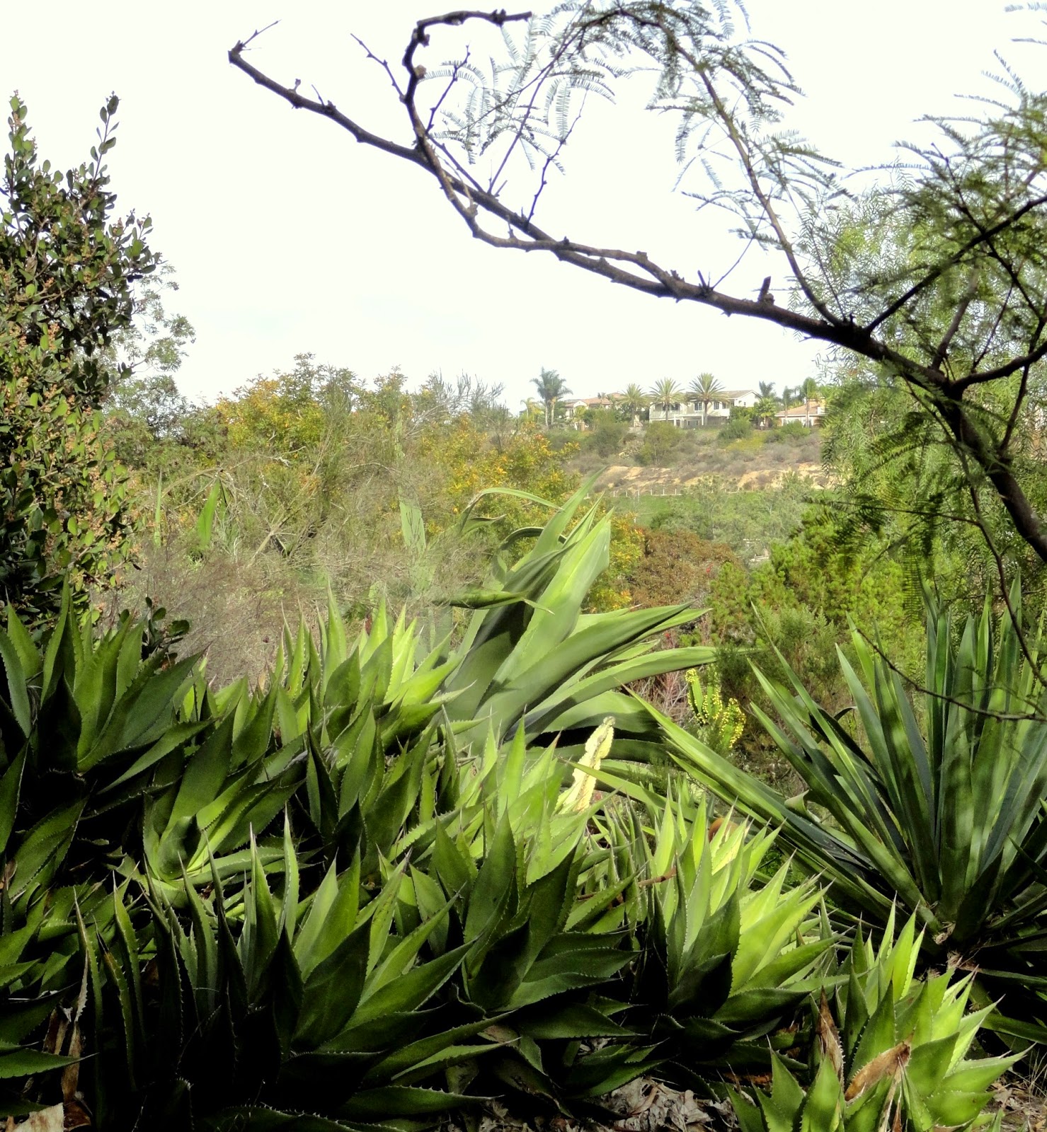 danger garden: San Diego Botanic Garden, Part 2