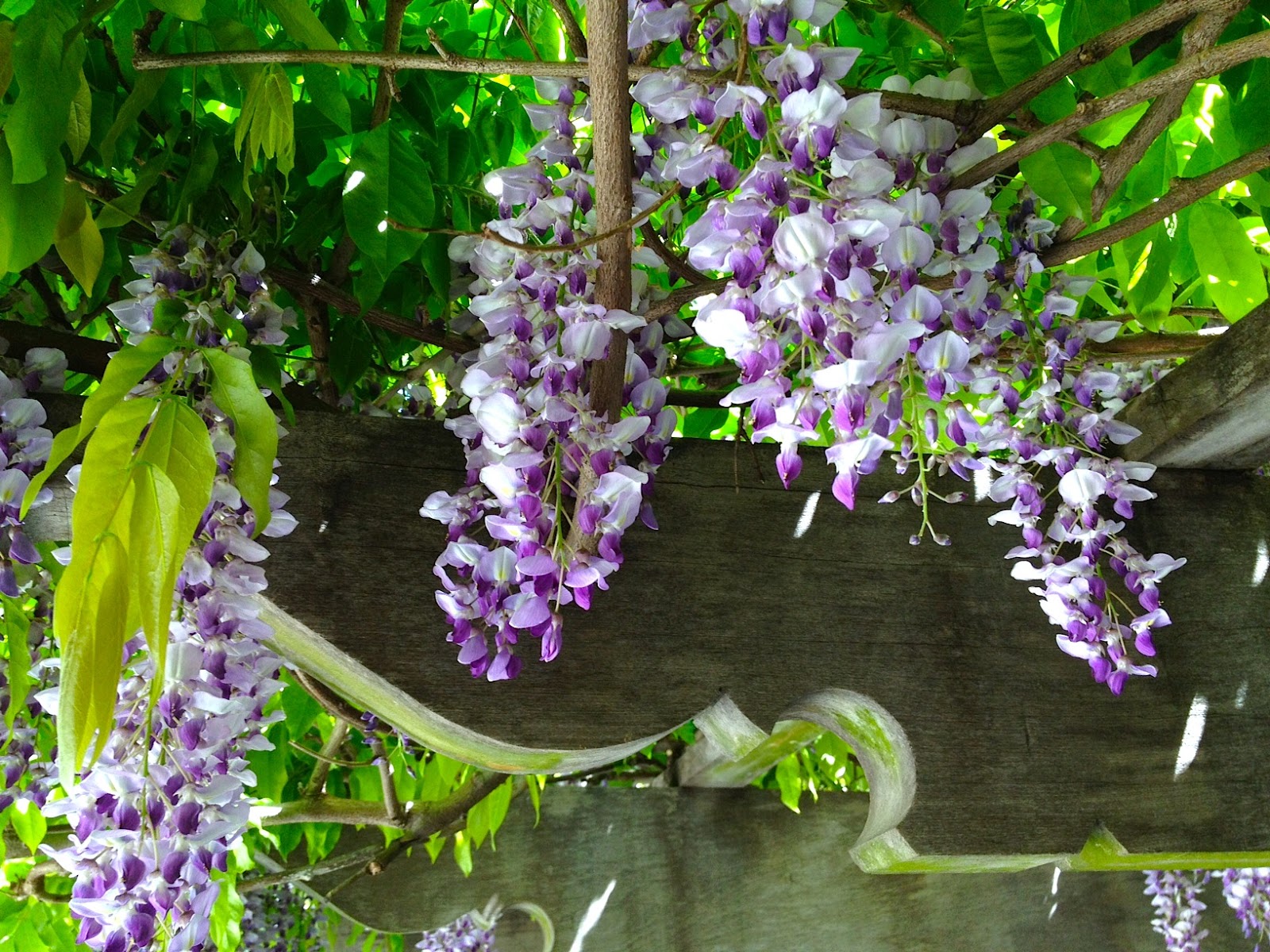 Queer New York Lilac and Wisteria Blooming Today In Central Park