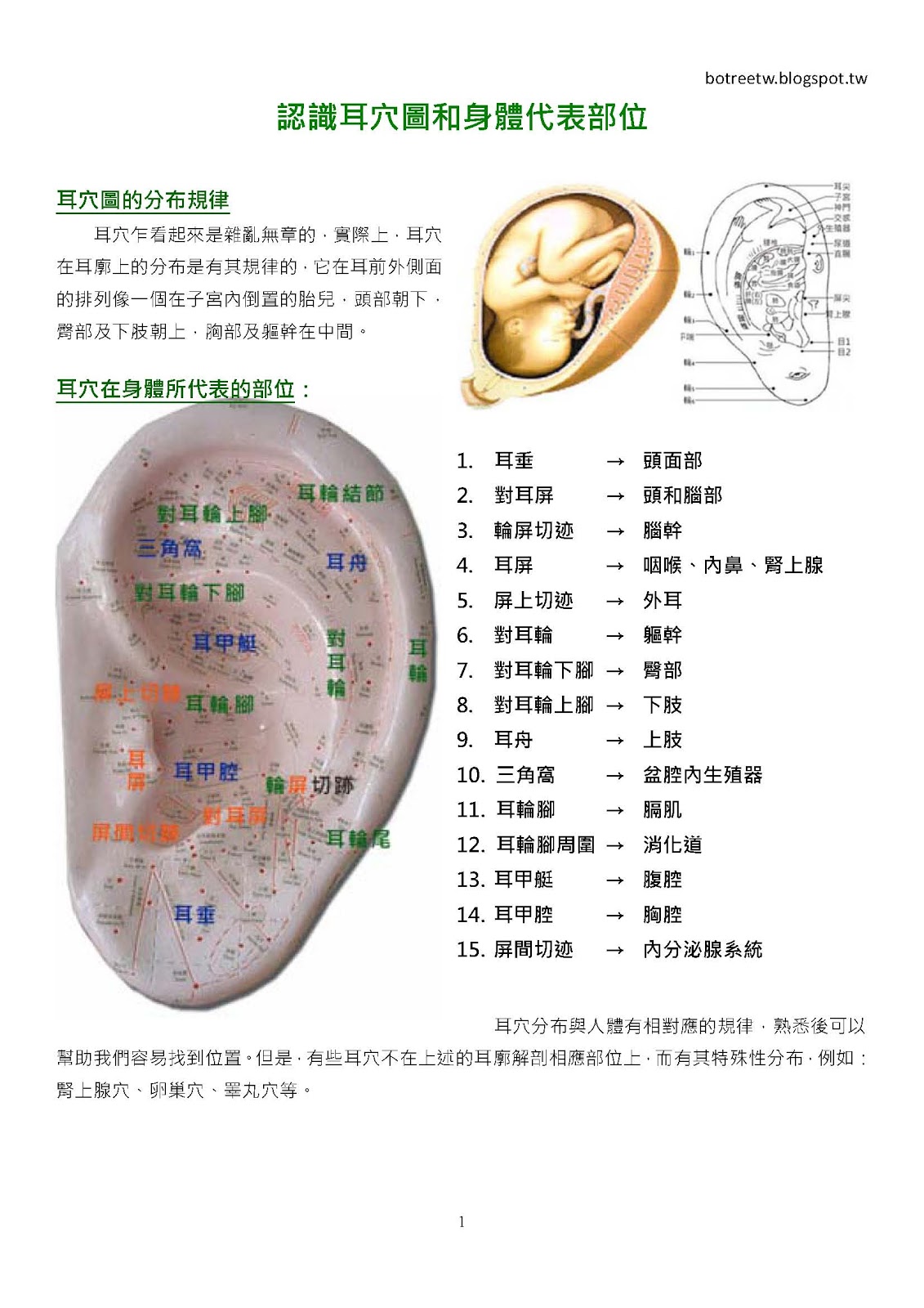 Botree Café 認識耳穴圖和身體代表部位