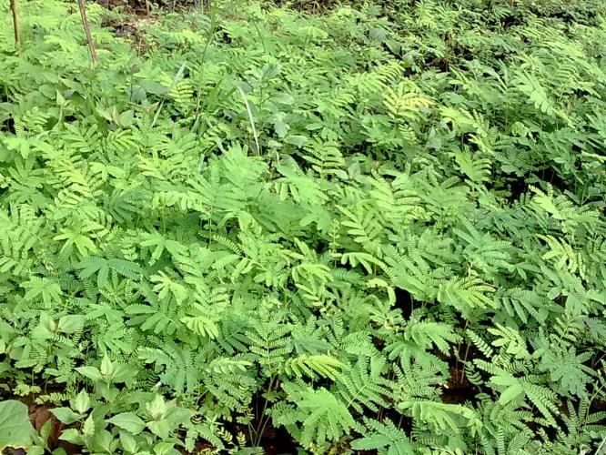 jual bibit sengon laut galuh lestari mandiri jual bibit sengon laut galuh lestari mandiri