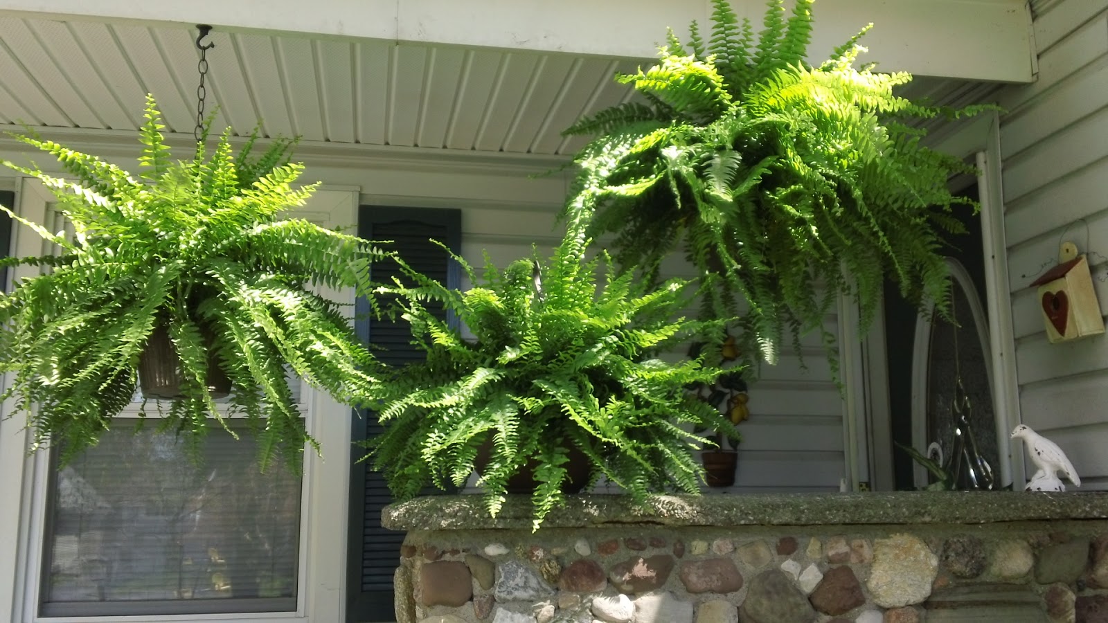 Extreme Couponing Mommy HUGE, HEALTHY, CHEAP Hanging Ferns at KMart