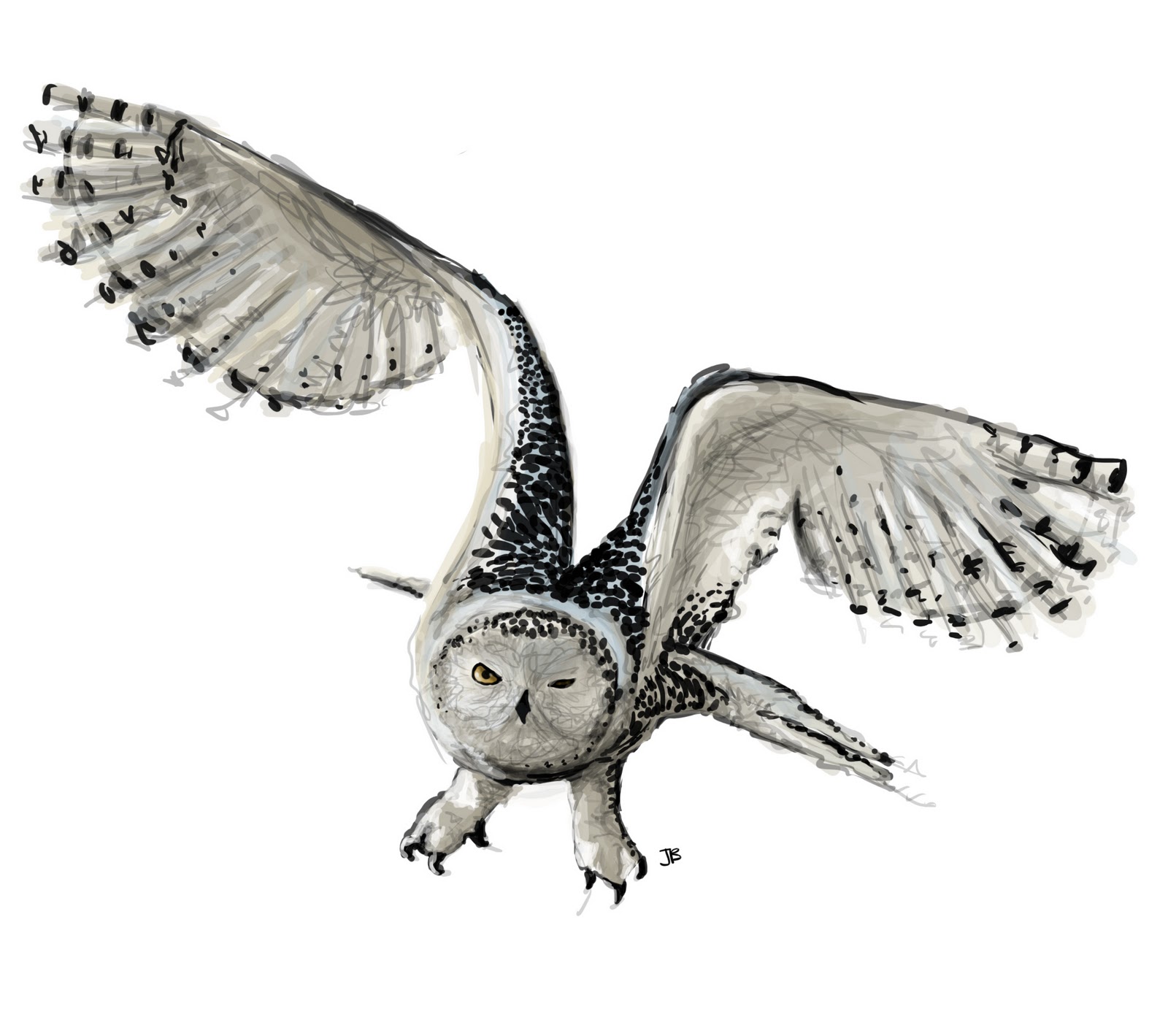 owl types