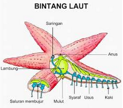 Pertumbuhan dan Perkembangan Organisme Pertumbuhan dan Perkembangan Organisme