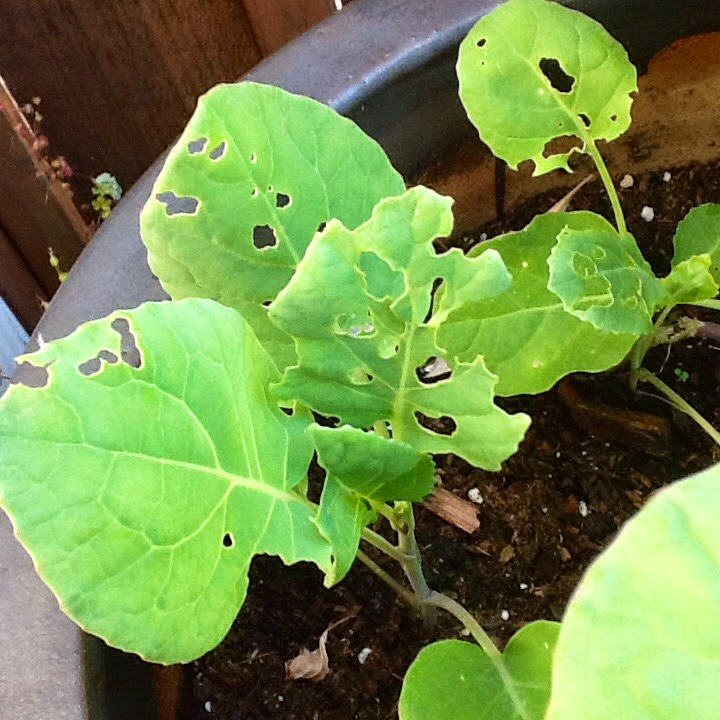 Your Ultimate Kitchen Cabbage Moth Larvae Tried to Kill My Brussels