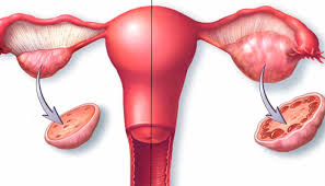 la función de los ovarios