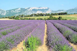 UNE ANNÉE PARFUMÉE À LA LAVANDE