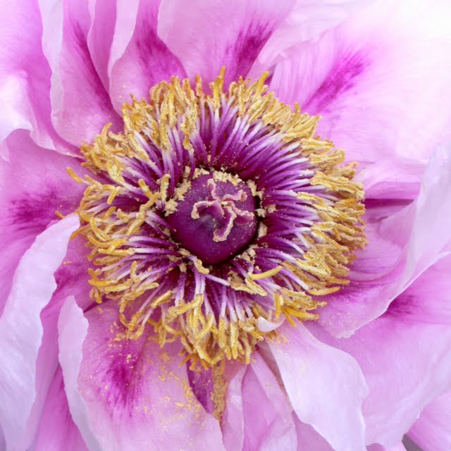 Fotos de flores y paisajes bariloche: flores 1 bicocacolors: flores