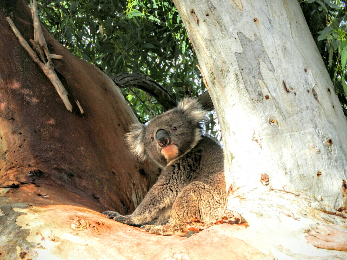 a vistor to our gum tree