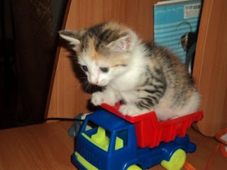 Наша Феличита Фотография котенка