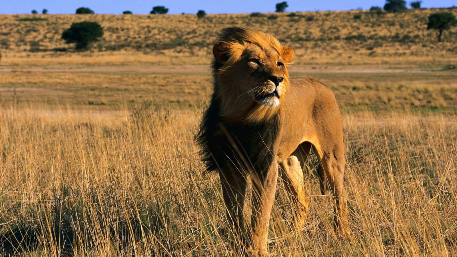 Book Imagenes: Fondo HD El rey leon