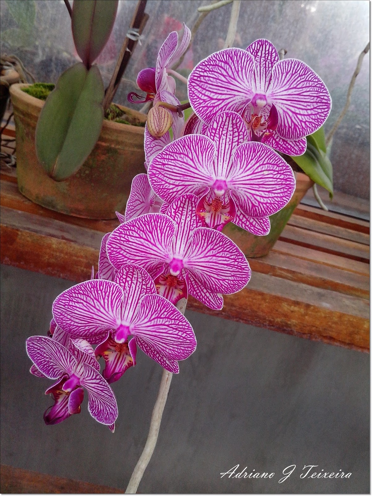 Galérias de imágenes de Flores Pedia Florespedia com - Ver Imagenes De Flores De Orquideas