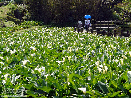  2012 竹子湖海芋季