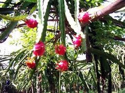 buah naga tinggal petik