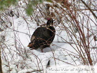 Wild Idaho Turkeys; blog post with pictures.
