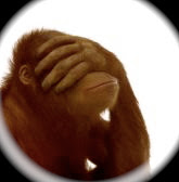 Monkey Covering Eyes