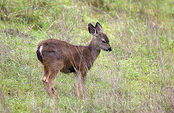 Mule deer fawn