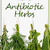 Top 15 Antibiotics Herbs