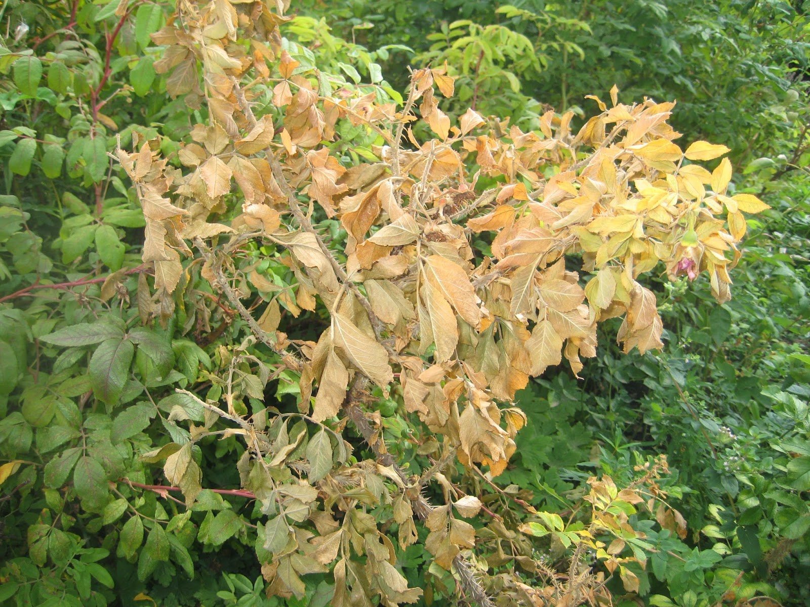Mystery rose cane problem Susan's in the Garden