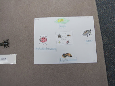 Dragonflies+life+cycle+for+kids