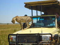 Mzava Travel & Safaris