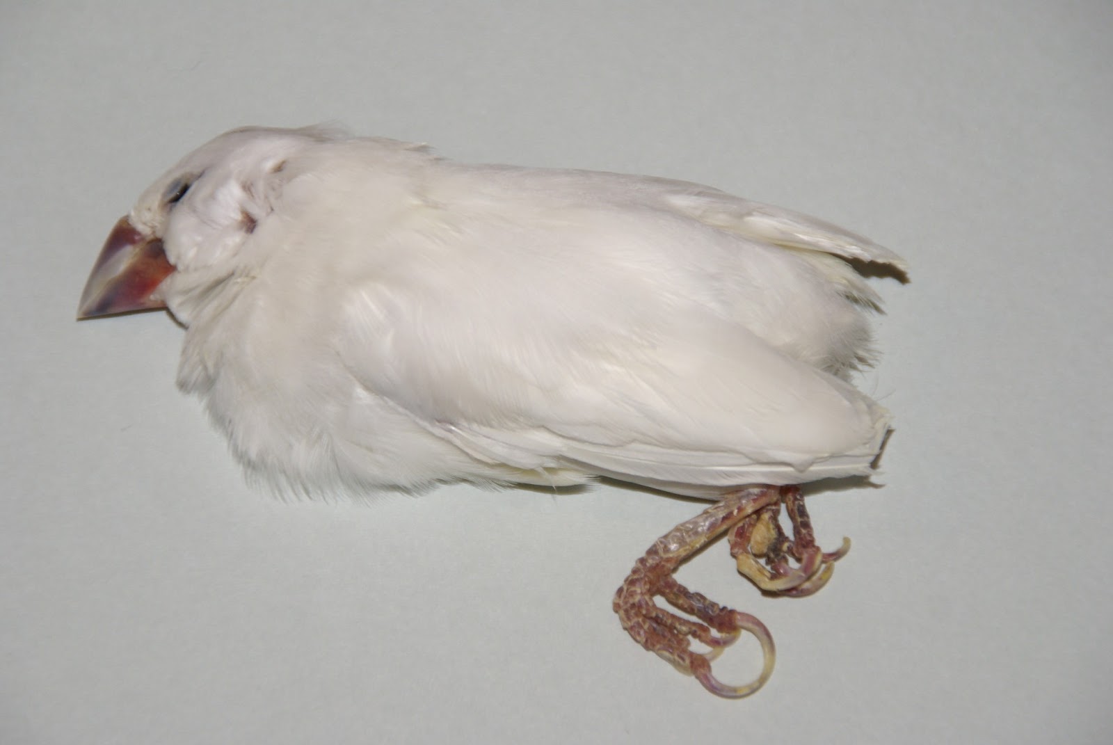 鳥の羽、骨格標本記録 シロブンチョウ