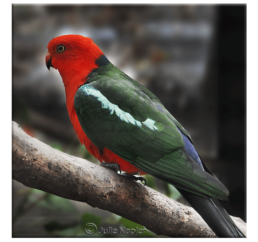 King Parrot Townsville