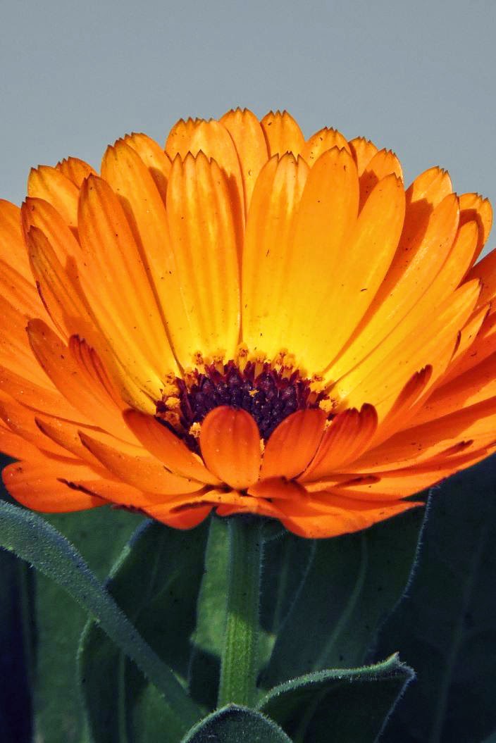 kind of Marigold Backyards Click