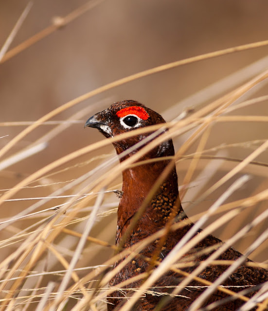 Red Grouse, Lochindorb
