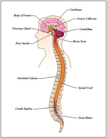 nervous system essay nervous system essay