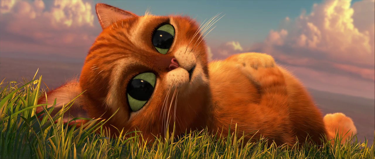 GATO DE SHEK gato de shek: