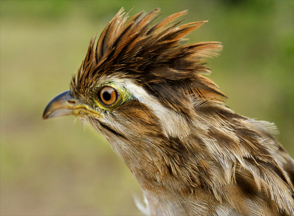 Bellas Aves de El Salvador Tapera naevia (tres pesos pido, crespín)