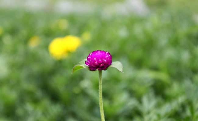 Gomphrena Flowers Pictures Gomphrena Flowers Pictures