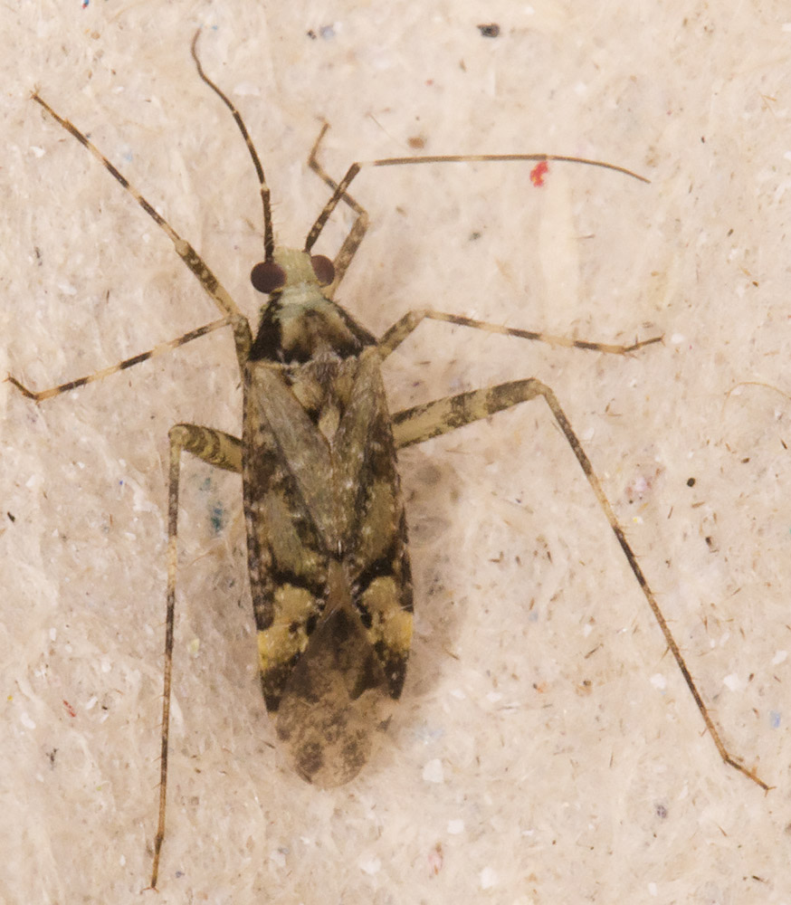 Mirid bug, Phytocoris longipennis. In my garden light trap in Hayes on 15 July 2014. Mirid bug, Phytocoris longipennis. In my garden light trap in Hayes on 15 July 2014.