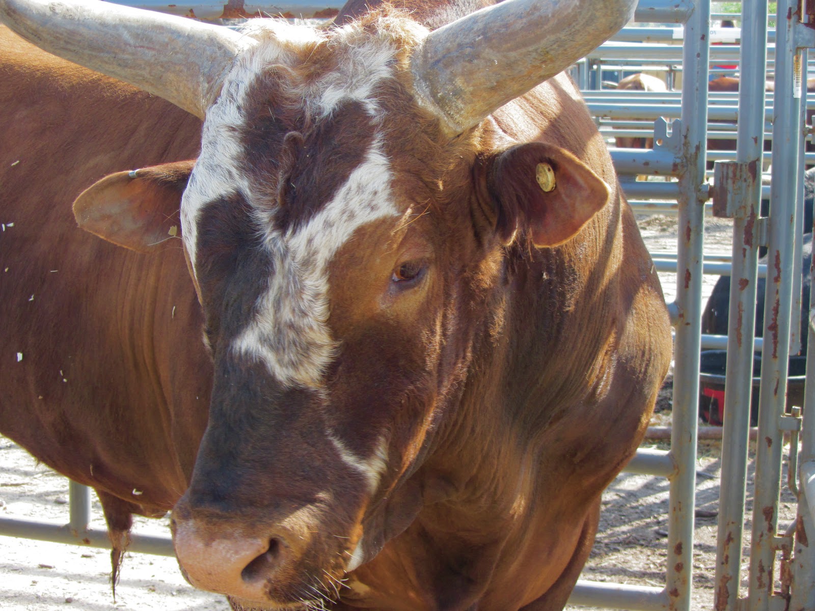 Bushwacker The Bull