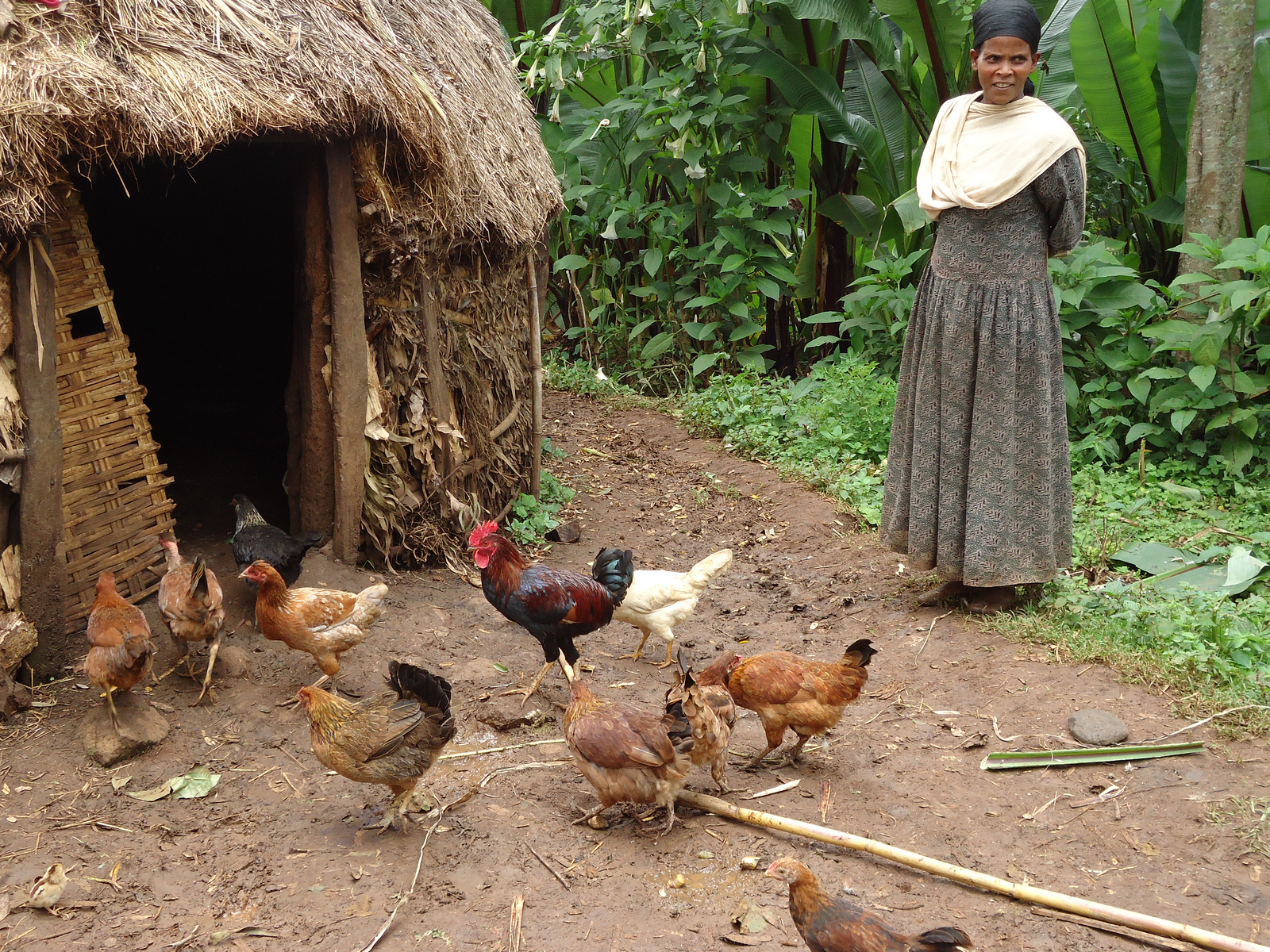 Poultry for smallholder women, Sidama, Ethiopia