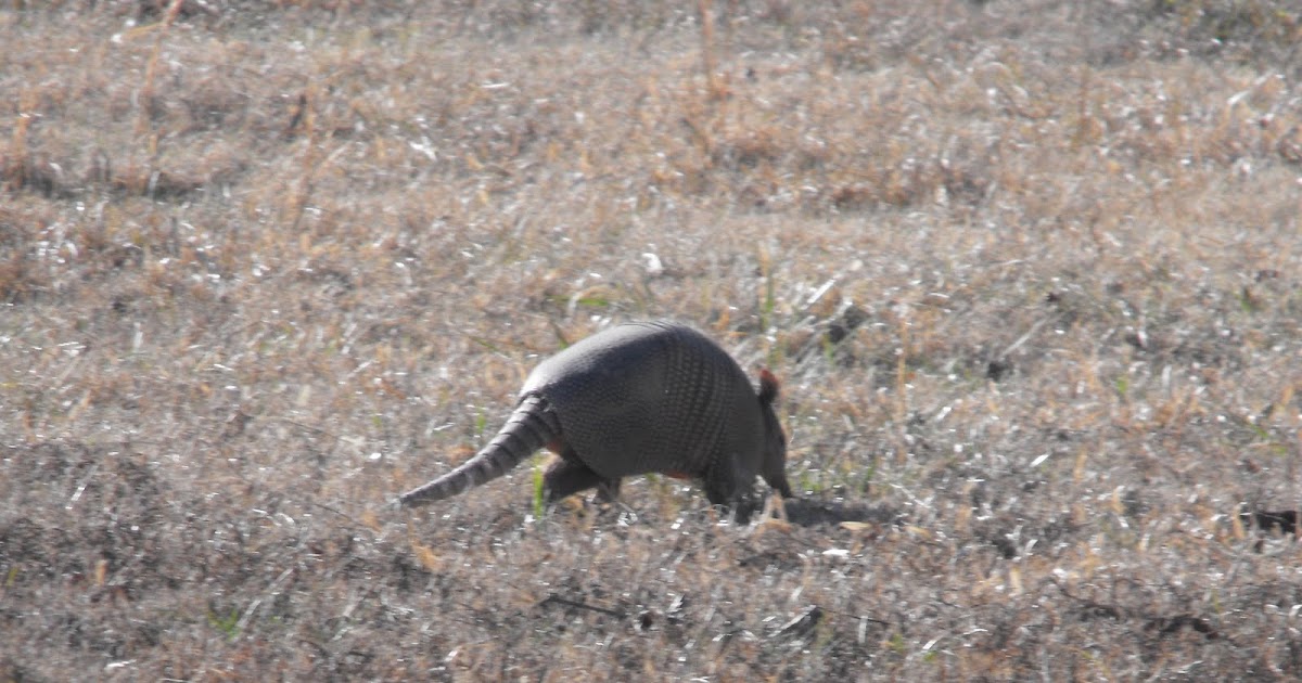 West Tennessee Animal Armadillos
