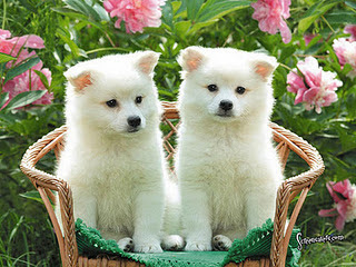 Funny DOG Pictures