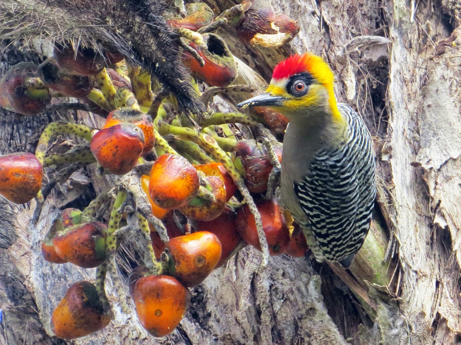 More Mexican Birds Col's Digiscope Blog