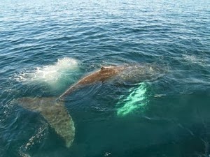 kill marine life