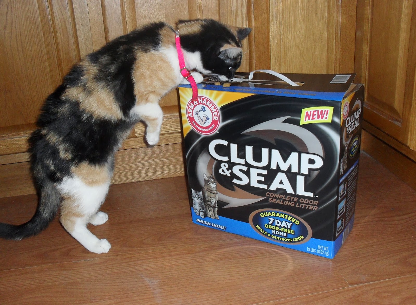 NEW ARM & HAMMER CLUMP & SEAL Cat Litter review