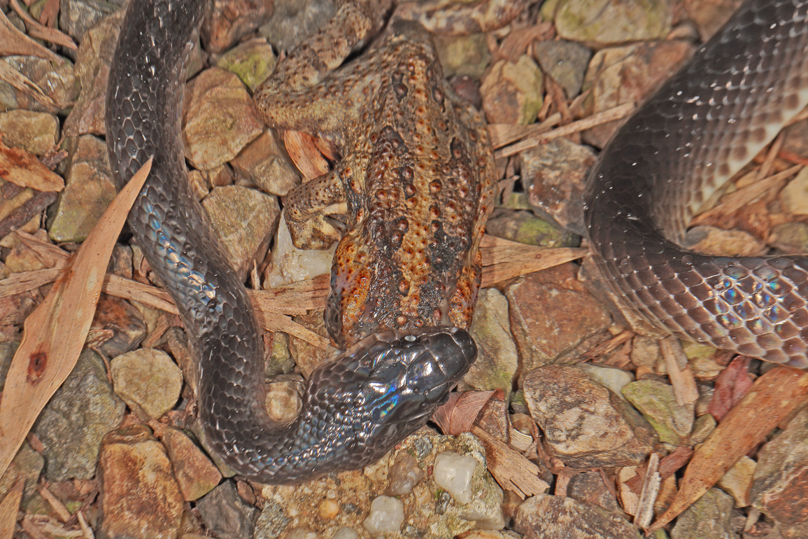 BunyipCo A Sad Fate for a Harmless Snake