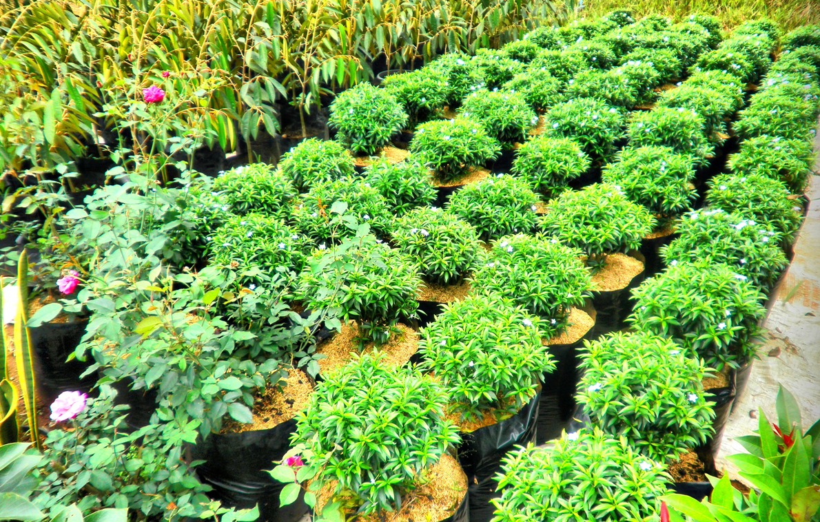 USAHA MIKRO KECIL dan MENENGAH: SAUNG TALES, Menjual Tanaman Hias dan