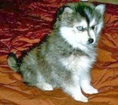 pomsky puppies price pomsky puppies average price range picture breeds picture pomsky puppies price pomsky puppies average price range picture breeds picture