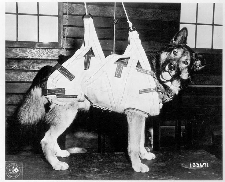 war dogs 2 world war ii in pictures dogs of world war ii war dogs 2 world war ii in pictures dogs of world war ii
