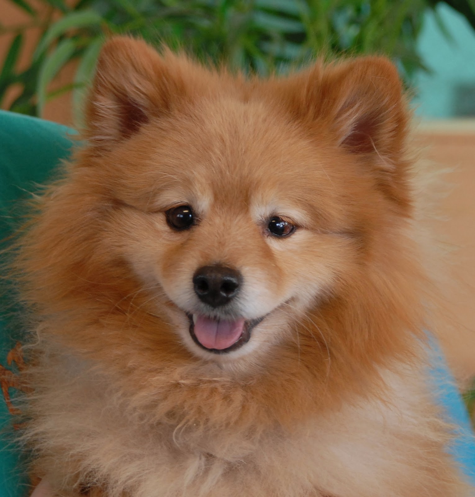 Pomeranian Adoption Near Me