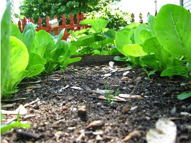 How to Keep Animals Out of the Garden | Fluster Buster