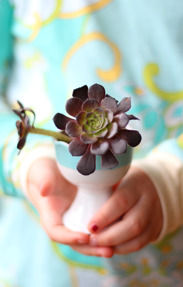 beautiful-succulent mini-succulent