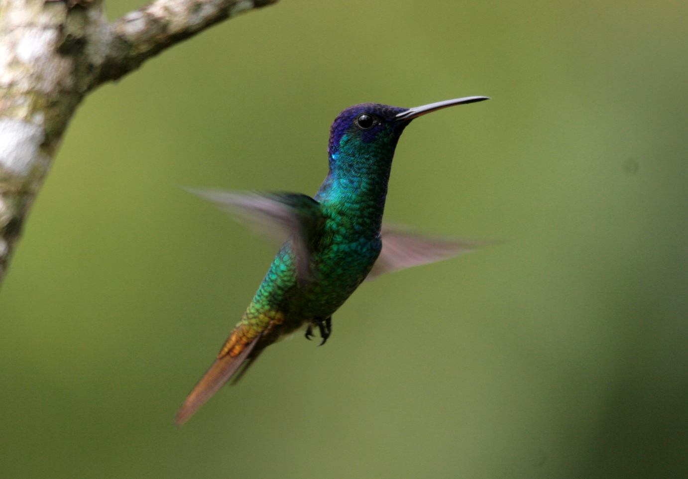Natural Musings: Peruvian Hummingbirds
