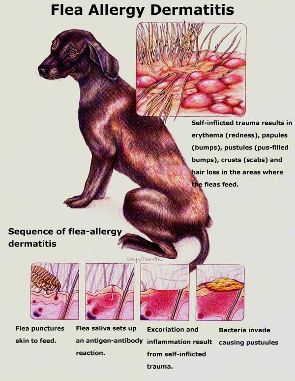 Best Flea Medicine For Dogs Allergic To Fleas at Elissa Stein blog