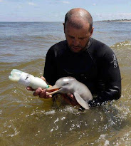 Delfin bebe